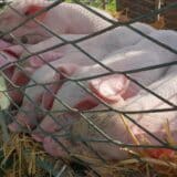 "Ponuda mala, a potražnja još manja": Prasetina u Zrenjaninu paprena, neće je biti ni za slavsku trpezu 6