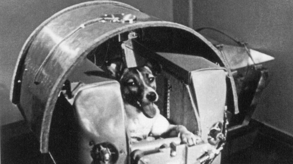 Lajka je nedelju provela igrajući se sa decom, a u ponedeljak ujutro je bila u svemiru: 65 godina od smrti najhrabrijeg psa na svetu (VIDEO) 1