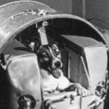 Lajka je nedelju provela igrajući se sa decom, a u ponedeljak ujutro je bila u svemiru: 65 godina od smrti najhrabrijeg psa na svetu (VIDEO) 2