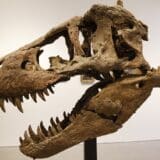 Leonardo Dikaprio i Nikolas Kejdž se pridružili trendu: Dinosaurus u dnevnoj sobi 9