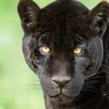 Obnovljena potraga za crnim panterom po Vojvodini: Lovci ponovo na terenu 4