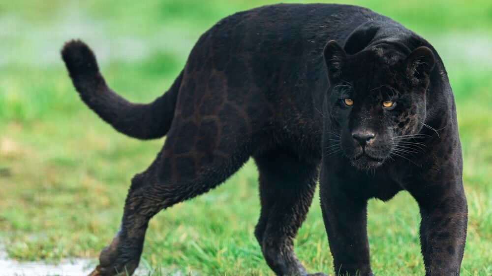 Lovci i lovočuvari: Pojava crnog pantera kod Apatina je "lovačka priča" 1