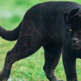 Lovci i lovočuvari: Pojava crnog pantera kod Apatina je "lovačka priča" 6