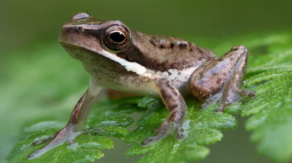 Žabu, ipak, nemojte lizati 1