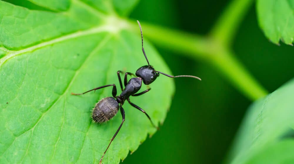 Fotograf je uslikao lice mrava izbliza i upozoravamo vas, strašnije je od najgoreg horora 1