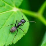 Fotograf je uslikao lice mrava izbliza i upozoravamo vas, strašnije je od najgoreg horora 10