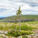 Drvo niklo pre nego što su Egipćani podigli piramide: Koje je najstarije stablo na svetu i kako ga pronaći? 2