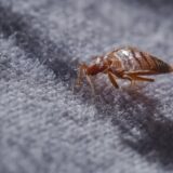 Stenice: Mogu da izazovu brojne probleme sa kožom, evo kako da ih se rešite zauvek 7