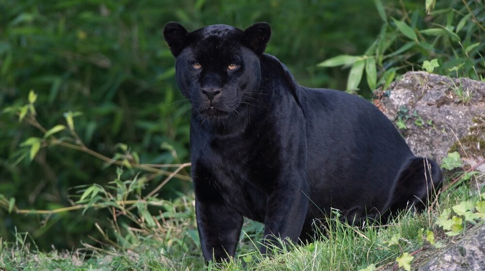 Dve teorije o tome kako je panter stigao u Apatin 1