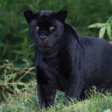Malo je verovatno da nam se egzotična velika mačka šunja po dvorištima: Stručnjaci o aktulenoj "psihozi crni panter" 19