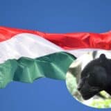 Crni panter viđen u Apatinu, najverovatnije pobegao krajem prošle godine iz Mađarske 1