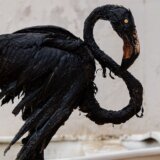 Izlivanje nafte zagadilo je obalu venecuelanske turističke destinacije 5