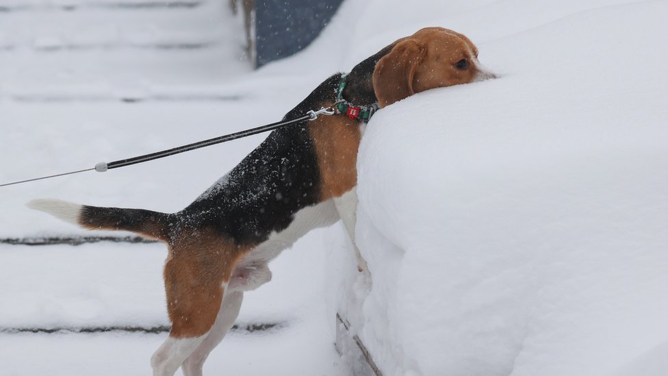 Zimska kratkodnevica: Kada je „najkraći dan u godini“, ko ga slavi i zašto 1 pas, zima