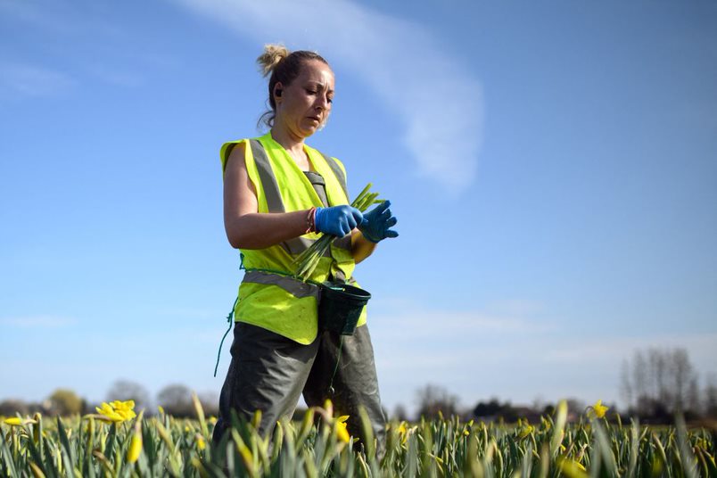 Tražioci azila, migranti ili izbeglice: Ko je ko 2 A Romanian migrant workers at a flower farm in the UK