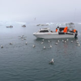 Klimatske promene: Zagrevanje Arktika menja način života na Grenlandu 4