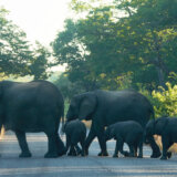 Afrika i životinje: Zimbabve u dilemi zbog smrtonosnih napada slonova 6