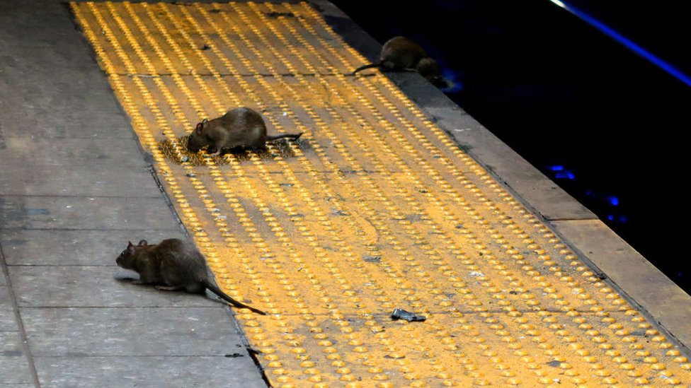 Rats on the New York subway