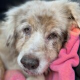 Amerika i životinje: Pas se vratio vlasnicima sedam godina pošto je pobegao 6