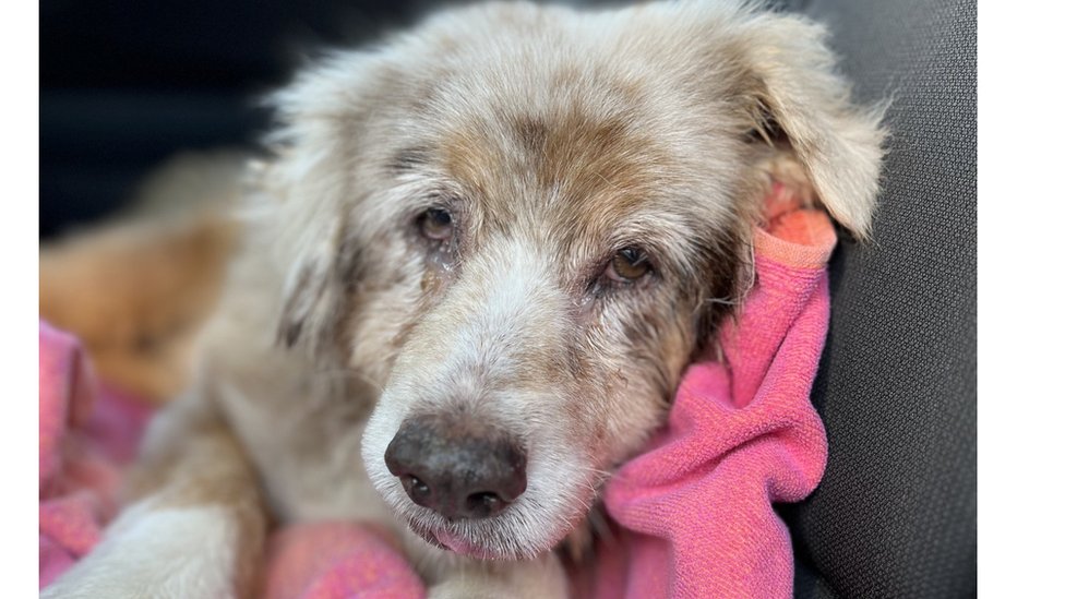 Amerika i životinje: Pas se vratio vlasnicima sedam godina pošto je pobegao 1 Džezi