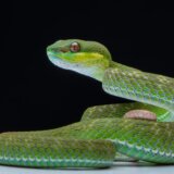 Australija i životinje: Naučnici utvrdili da ženke zmija imaju klitorise 4