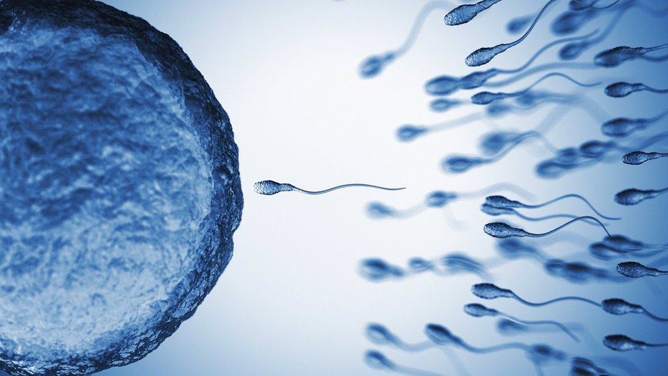 An illustration of sperm and an egg