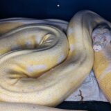 Životinje: Džinovski piton mesecima lutao Teksasom i plašio ljude, ali sada je Sneško ponovo sa vlasnikom 3