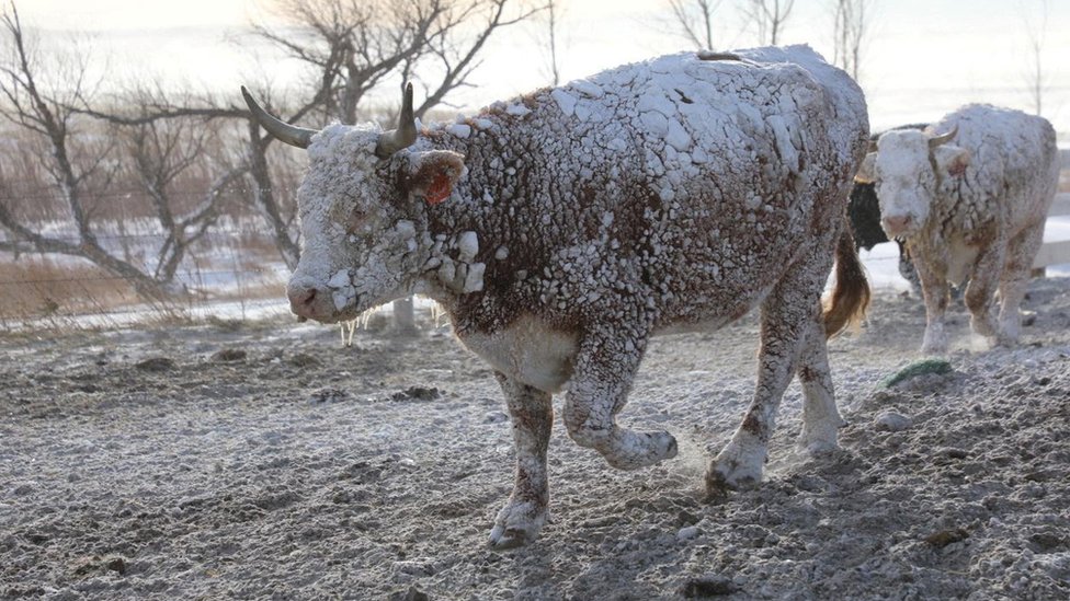 Vremenske nepogode i Severna Amerika: Ciklon bomba odneo više od 60 života, hiljade ljudi bez struje 6 Cows walk in the snow following a blizzard in Sturgis, South Dakota