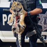 Meksiko i trgovina životinjama: Policija pronašla tigrića u prtljažniku automobila 4