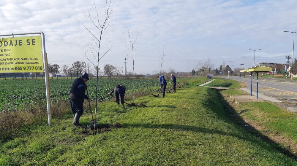 Subotica: Zamenjene osušene sadnice na Segedinskom putu 1