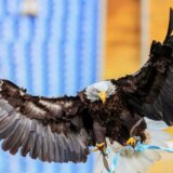 Na Mihajlovićevoj sahrani i Lacijev orao, uneli ga u baziliku 12