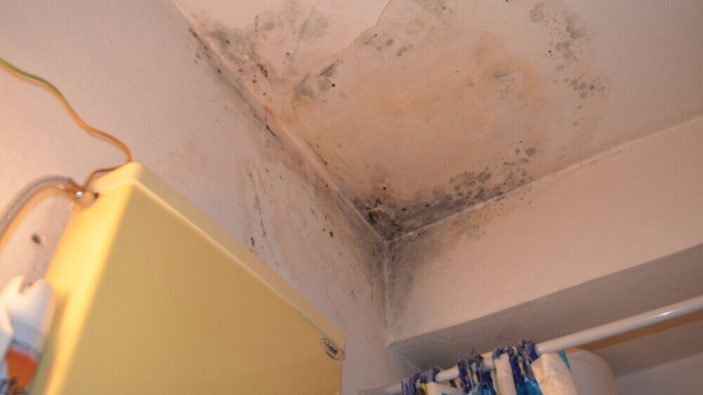 "Zgrada pada odozgo i onda ne može da se zaustavi": Na stambenoj zgradi u Vranju niklo drvo koje je oštetilo krov 5