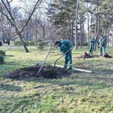 Sadnjom drveća akcija DDOR osiguranja „Za šumu u tvom kraju“ počela u Novom Sadu 5