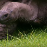 Džonatan, najstarija kornjača na svetu, puni 190 godina 9