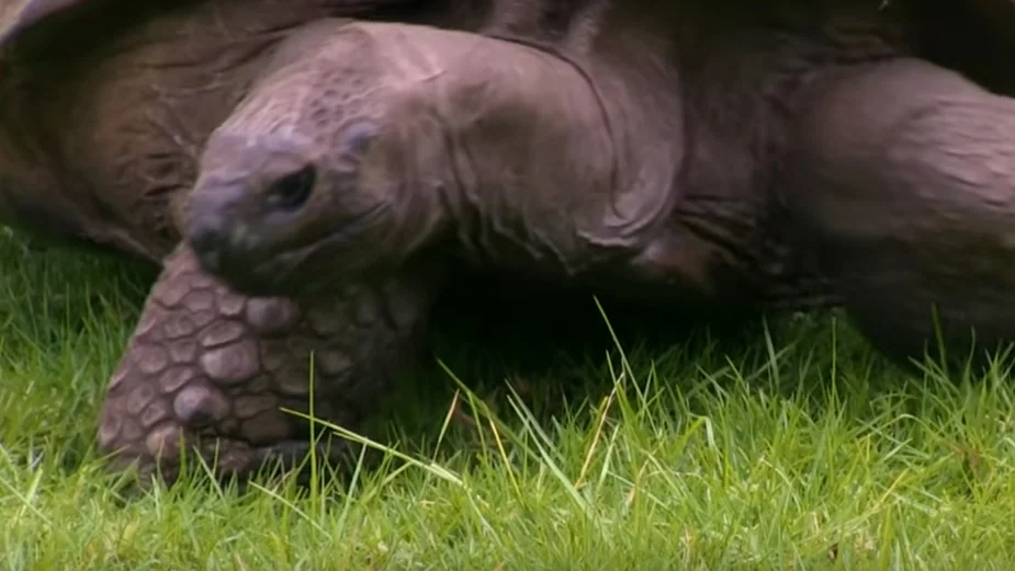 Džonatan, najstarija kornjača na svetu, puni 190 godina 14