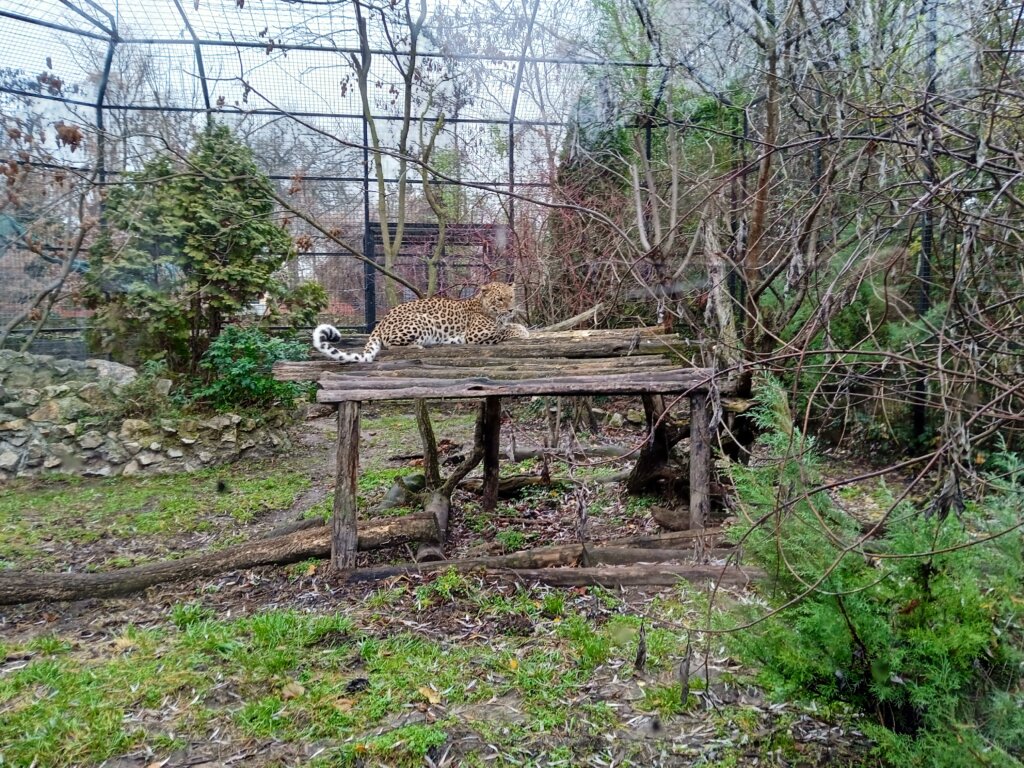 Veterinar objašnjava kako je mrežasti piton izašao iz terarijuma i usmrtio majmunicu u Zoo vrtu Palić 5