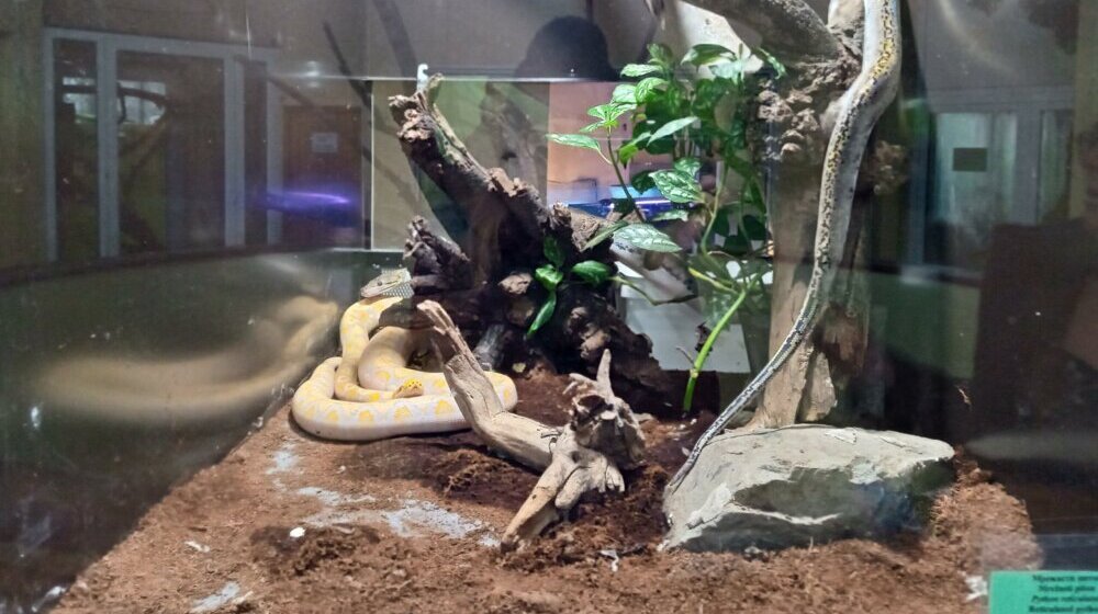 Veterinar objašnjava kako je mrežasti piton izašao iz terarijuma i usmrtio majmunicu u Zoo vrtu Palić 1