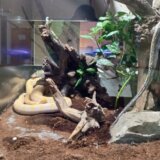 Veterinar objašnjava kako je mrežasti piton izašao iz terarijuma i usmrtio majmunicu u Zoo vrtu Palić 10