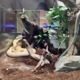 Veterinar objašnjava kako je mrežasti piton izašao iz terarijuma i usmrtio majmunicu u Zoo vrtu Palić 6