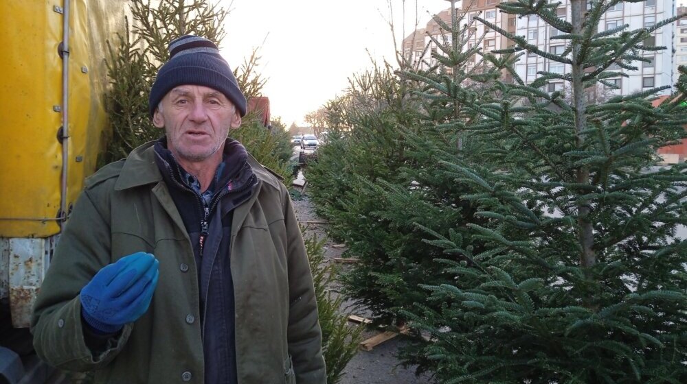 Tradicija koja bledi: Prirodne jelke krase sve manje subotičkih domova 1