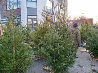 Tradicija koja bledi: Prirodne jelke krase sve manje subotičkih domova 4