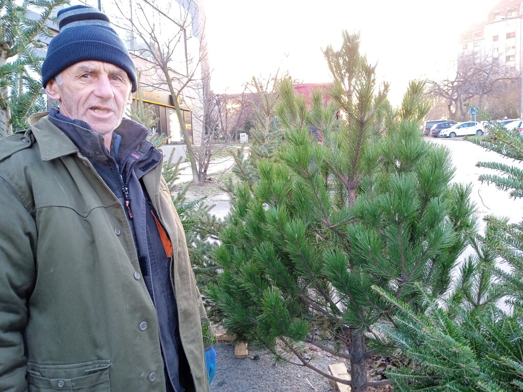 Tradicija koja bledi: Prirodne jelke krase sve manje subotičkih domova 12