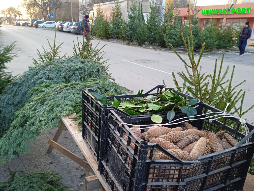 Tradicija koja bledi: Prirodne jelke krase sve manje subotičkih domova 2