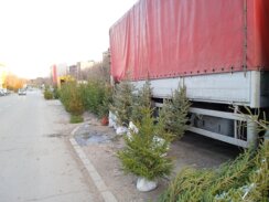 Tradicija koja bledi: Prirodne jelke krase sve manje subotičkih domova 10