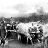 Zašto se kaže "ne trči pred rudu"? 4