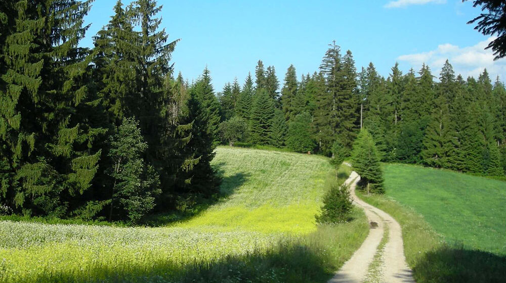 SSP Užice: Sprečiti pretvaranje 70 hektara Nacionalnog parka Tara u građevinsko zemljište 1
