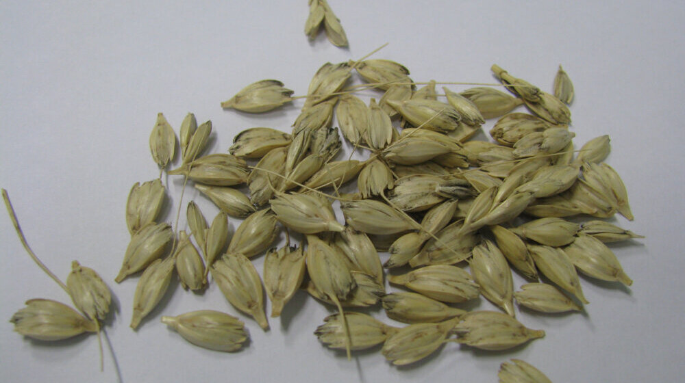 Šta se u praistoriji koristilo umesto testova za trudnoću: U 70 odsto slučajeva dokazivao da li je žena trudna ili ne 1