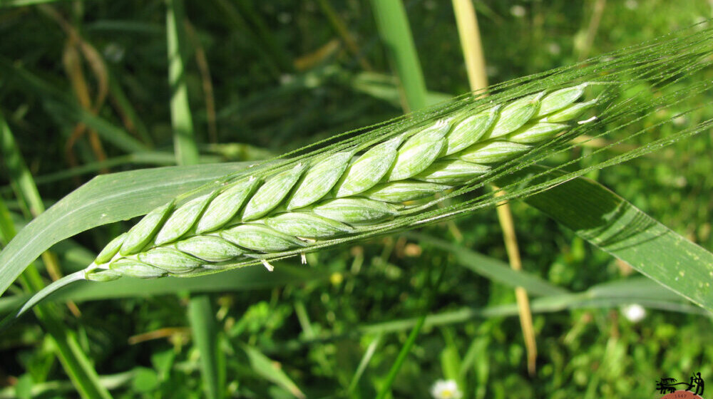 Poljoprivrednici: Rod pšenice loš, žetva od 10. jula 1