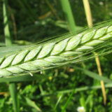 Poljoprivrednici: Rod pšenice loš, žetva od 10. jula 10