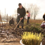 SBB fondacija zasadila 1.200 vrba u Nišu 1