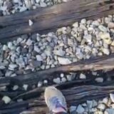 Kroz centar Niša redovno prolazi otrovni tovar: Pruga pored bolnica, škola, vrtića i izvorišta vode 1